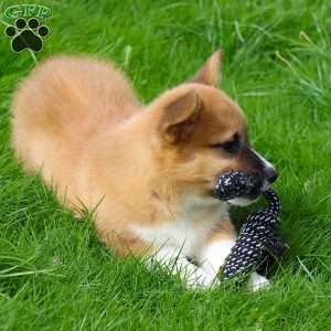 Maestro, Pembroke Welsh Corgi Puppy